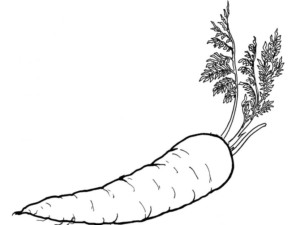 desenho cenoura normal para colorir