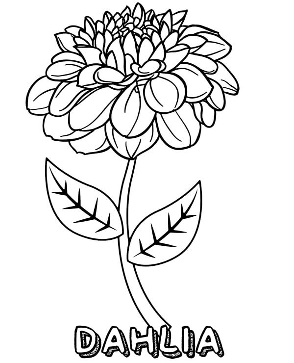 desenho para pintar flor dália