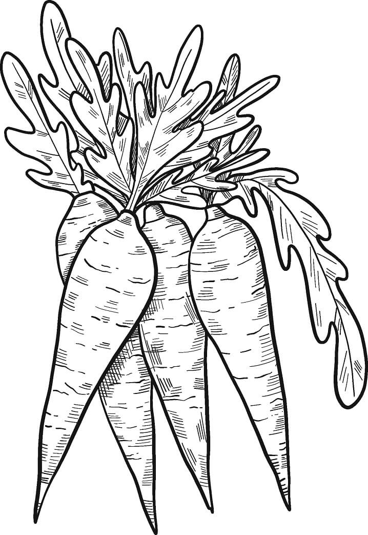 desenho quatro cenouras para colorir