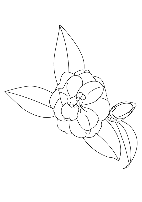 desenhos de camélia para imprimir e colorir
