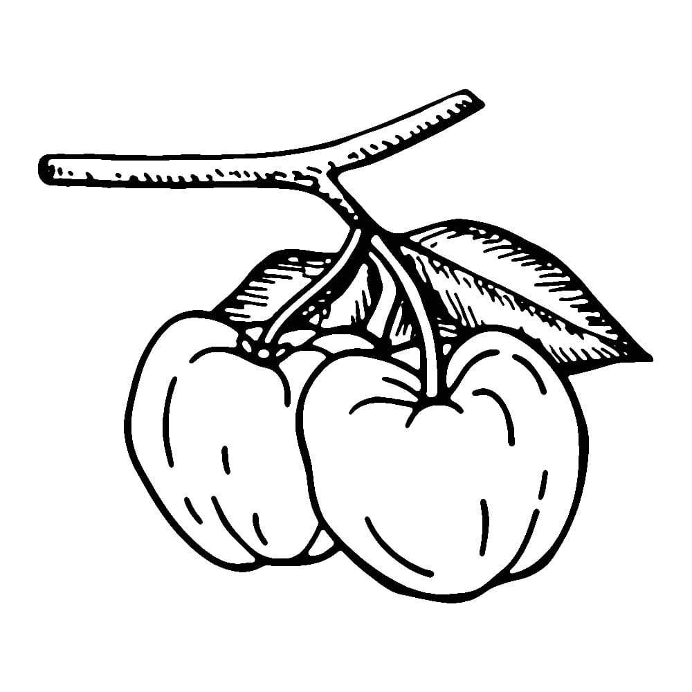 Desenho De Duas Acerola Em Pdf Para Colorir