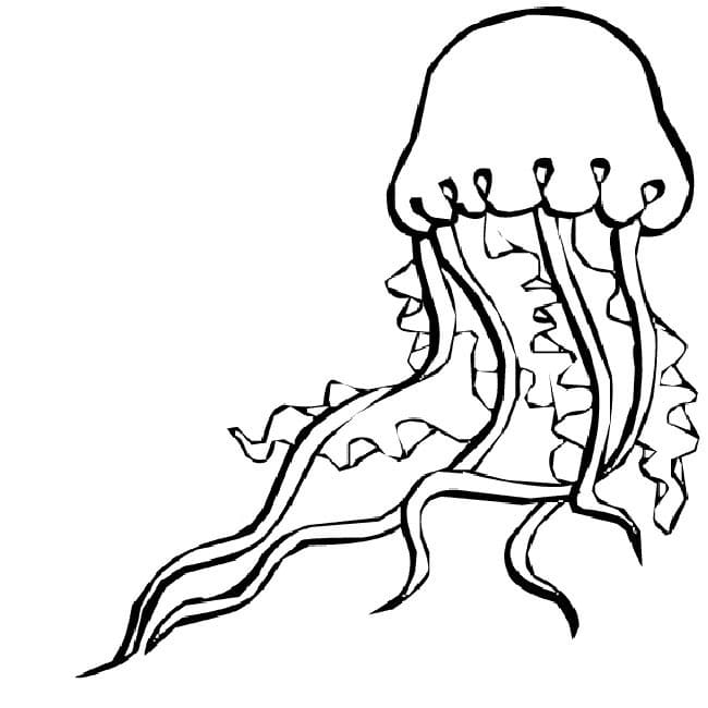 Desenho De água Viva Com tentáculos Para Colorir e Download Pdf