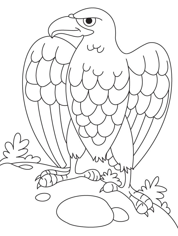 Águia para Colorir