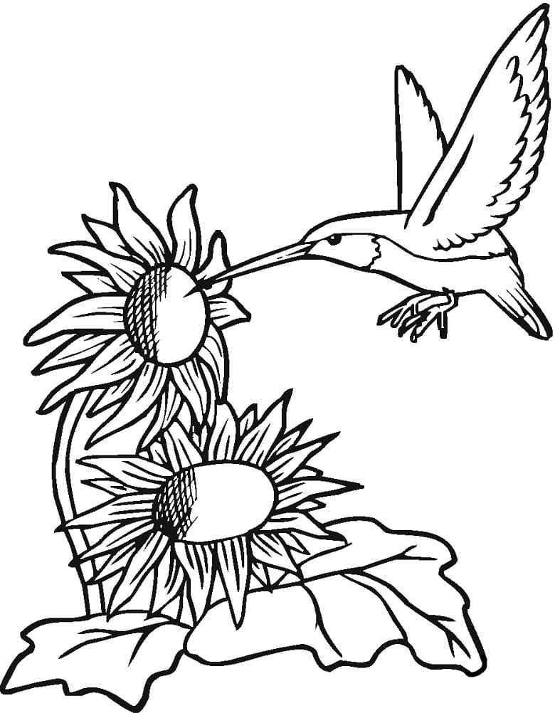 Desenho De beijá Flor e Flores Para Pintar grátis Baixar