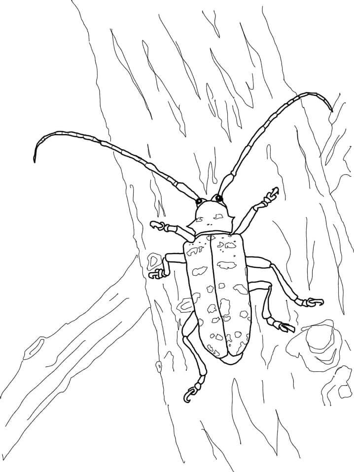 Desenho Besouro De Chifre Longo Para Colorir
