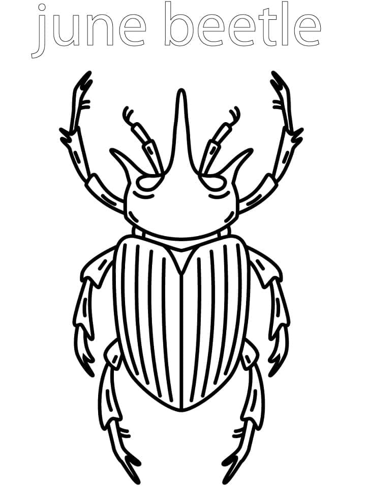 Desenho Besouro De Junho Para Colorir