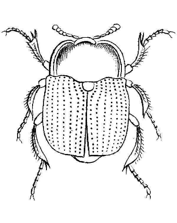Desenho Grande Besouro Para Colorir