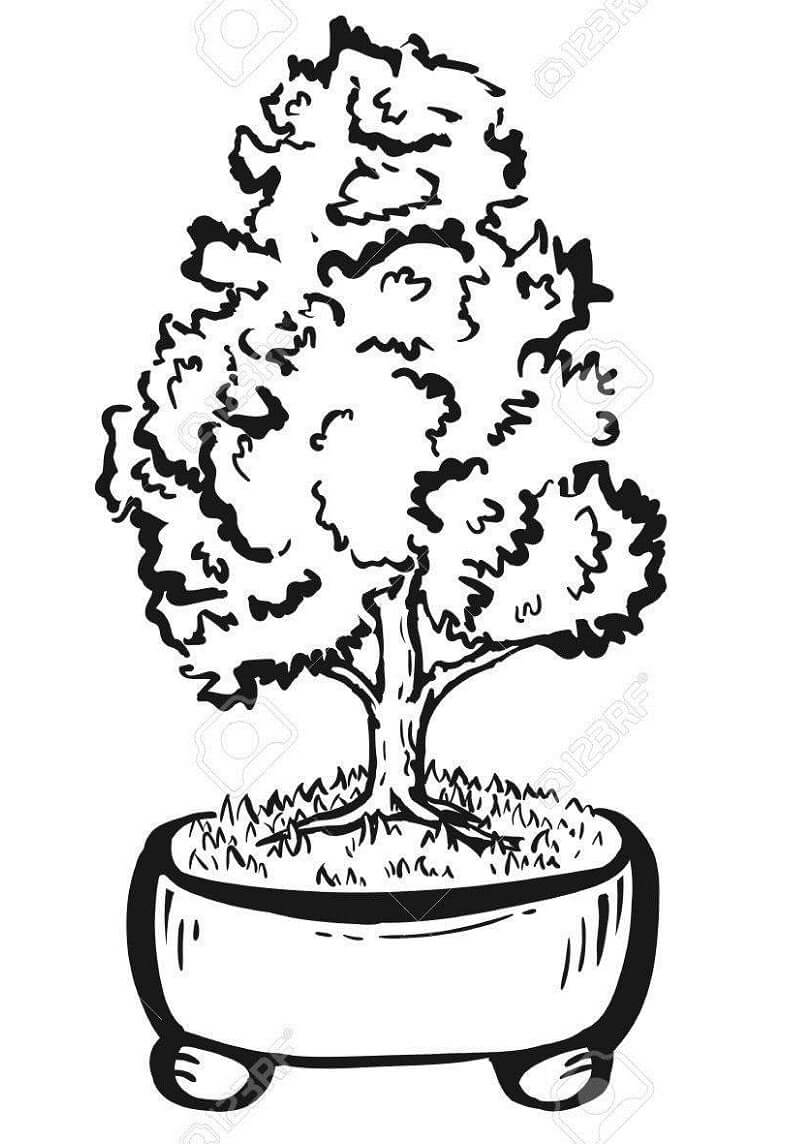 Desenho De plantá Bonsai Para Colorir Com lápis De Cor