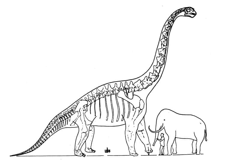 Braquiossauro para Colorir