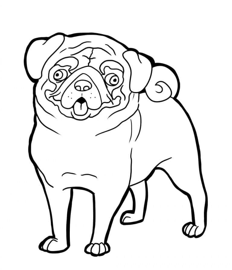Desenho De adorável Pug Para Colorir