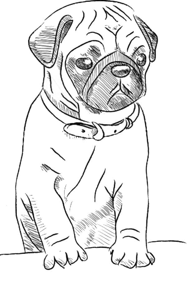 Desenho De Imagem Do Cachorro Pug Para Colorir