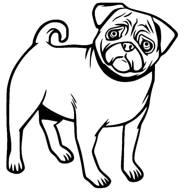 Desenho De Pug Normal Para Colorir