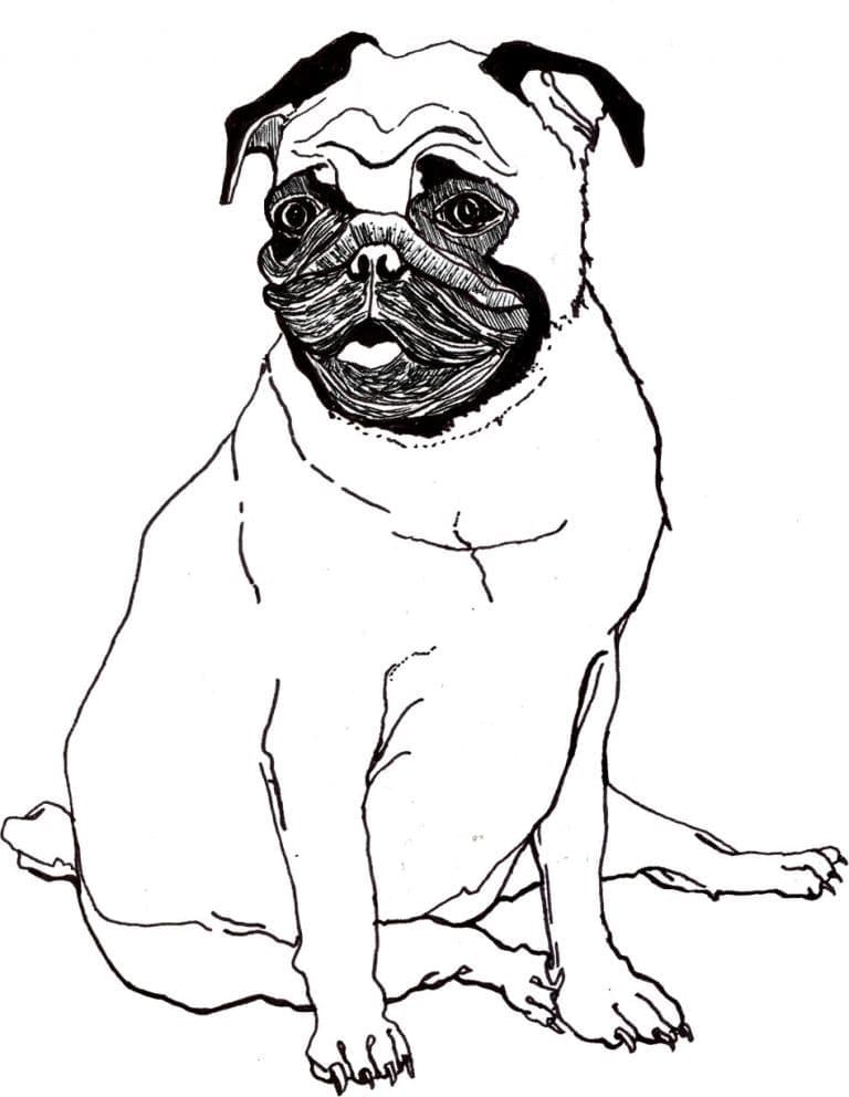Desenho De Um Pug Para Colorir