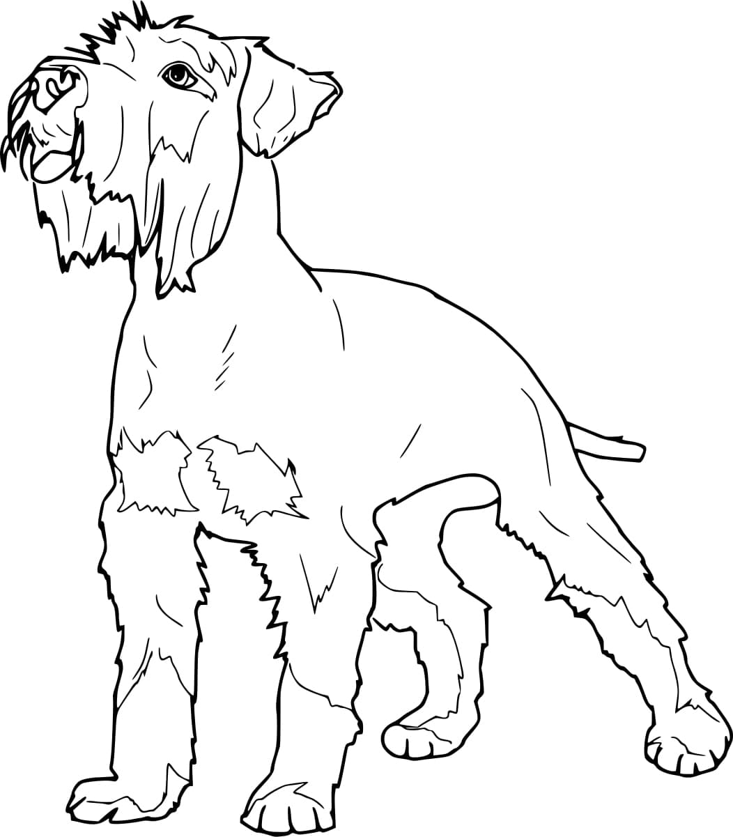 Desenho De Schnauzer está Latindo Para Colorir