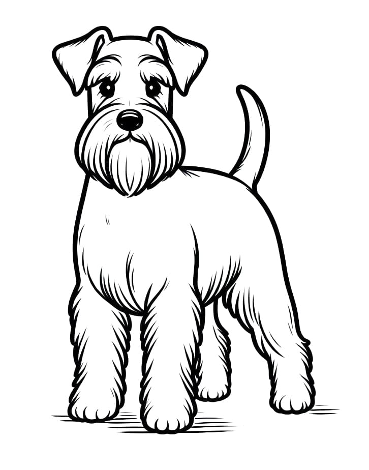 Desenho De Schnauzer Normal Para Colorir