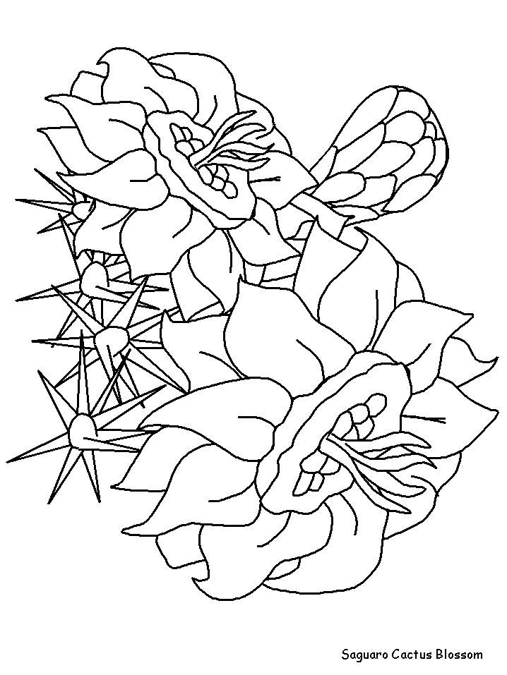 1528169628 Saguaroblossoma4