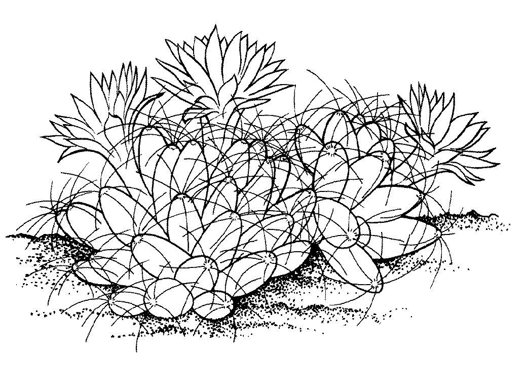 Desenho De Cacto Com Lindas Flores Para Colorir grátis