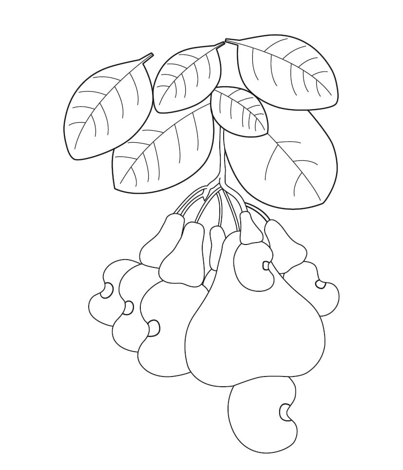 Desenho De Frutos De Caju Para Colorir