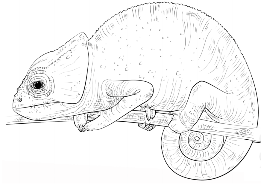 Desenho De camaleão Comum Para Colorir e Imprimir Pdf grátis
