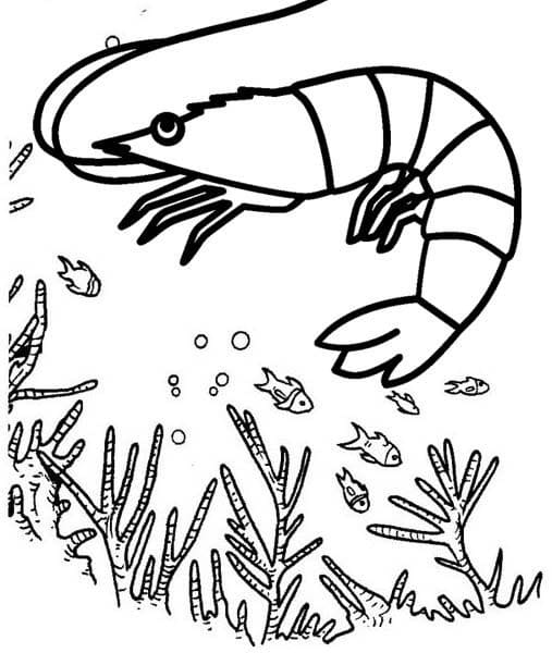 Desenho De camarão Do Oceano Para Colori