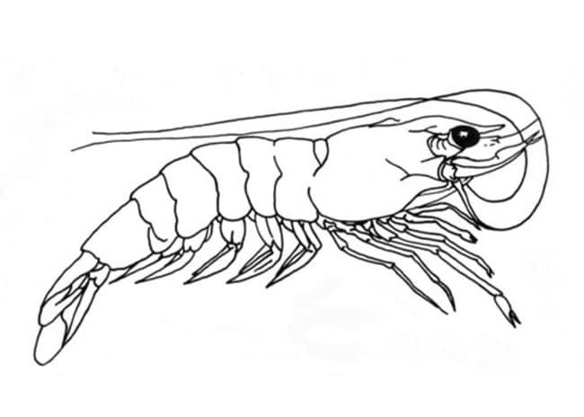 Desenho De camarão Nadando Para Colori