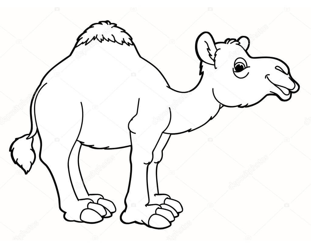 Desenho De Camelo engraçado Realista Para Colorir e Imprimir