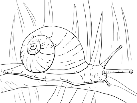 Caracol para Colorir
