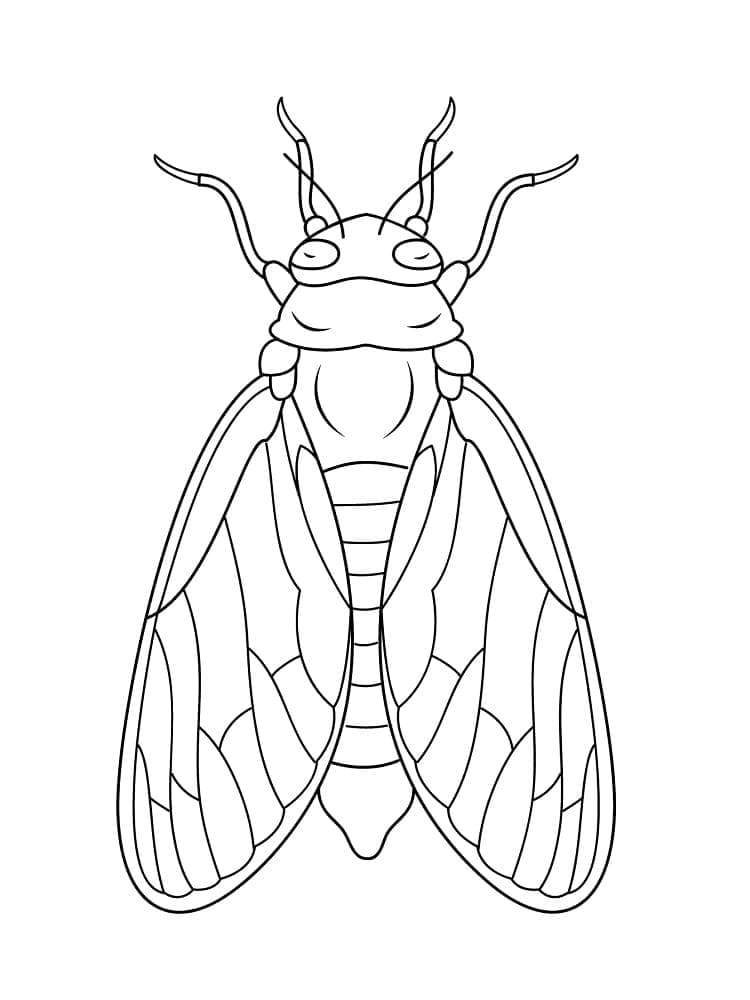 Desenho De Cigarra grátis Para Colorir