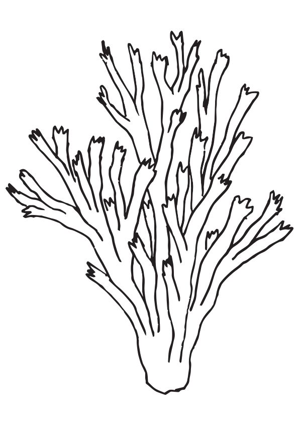 Coral para Colorir
