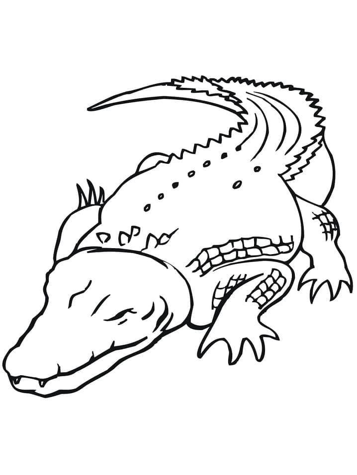 Desenho De Grande Crocodilo Para Colorir