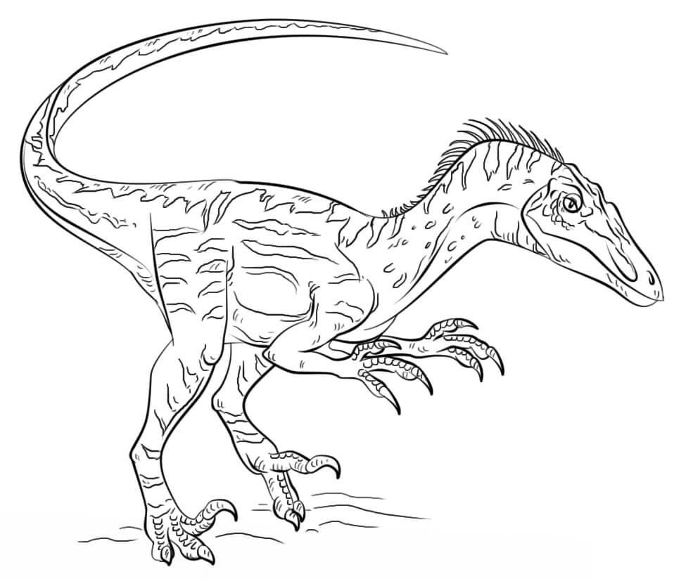 Desenho Velociraptor Para Colorir