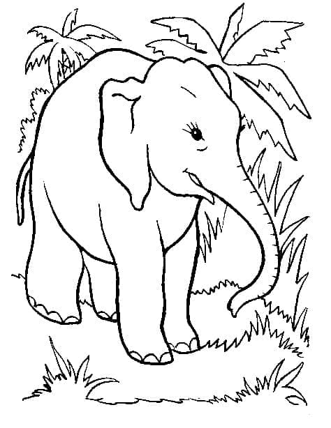 Desenho De Elefante Na Selva Para Colorir