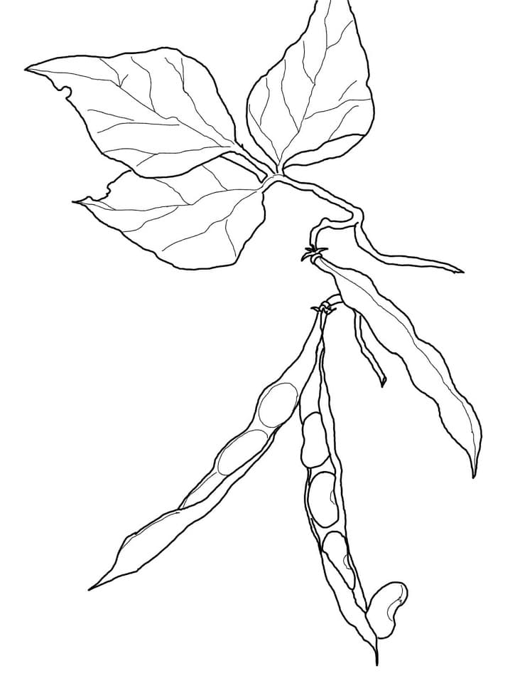 Desenho feijões Comuns Em Pdf Para Colorir
