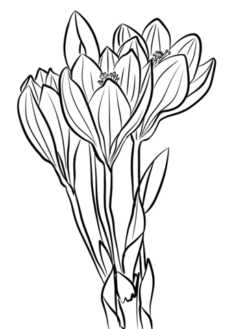 Flor Crocus para Colorir