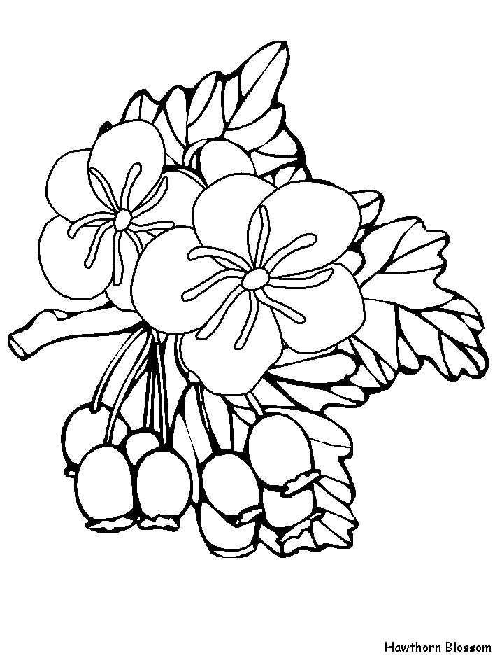 Flor Espinheiro para Colorir