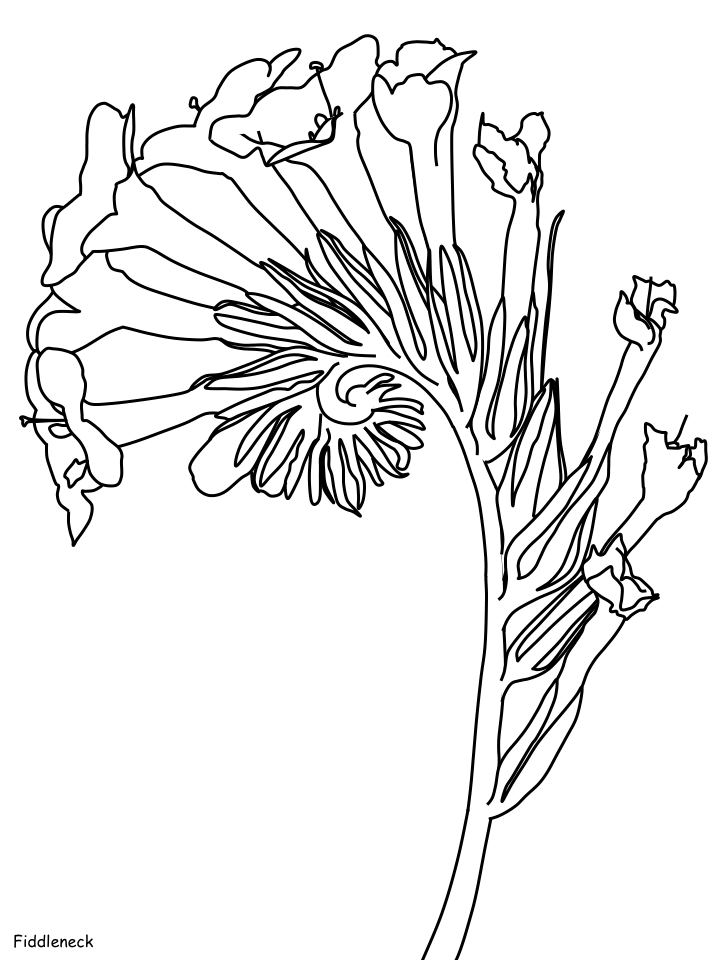 Flor Fiddleneck para Colorir