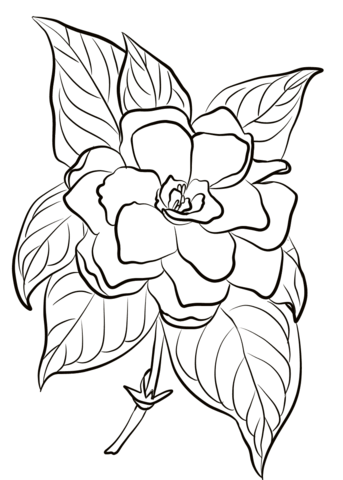 Flor Gardênia para Colorir