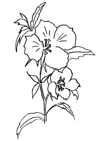 Flor Godetia para Colorir