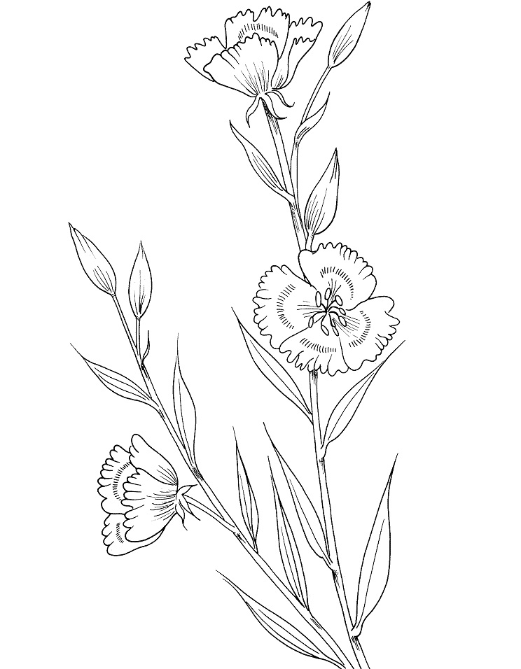 Desenho De Linda Flor Godetia Para Cbaixar e Olorir