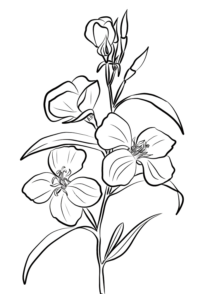 Imprimir Desenho grátis De Flor Godetia Para Colorir