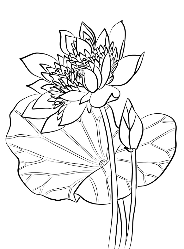 Flor Lótus para Colorir