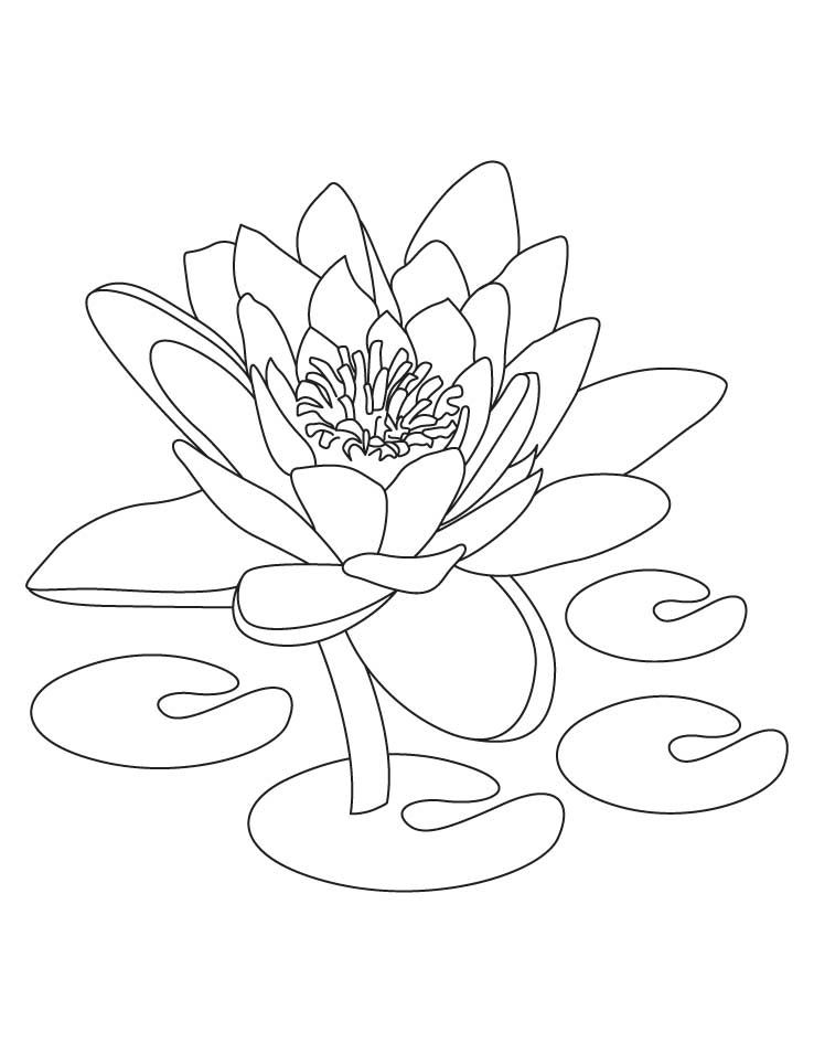 Desenho Flor De lótus