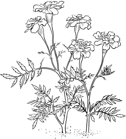 Flor Malmequeres para Colorir