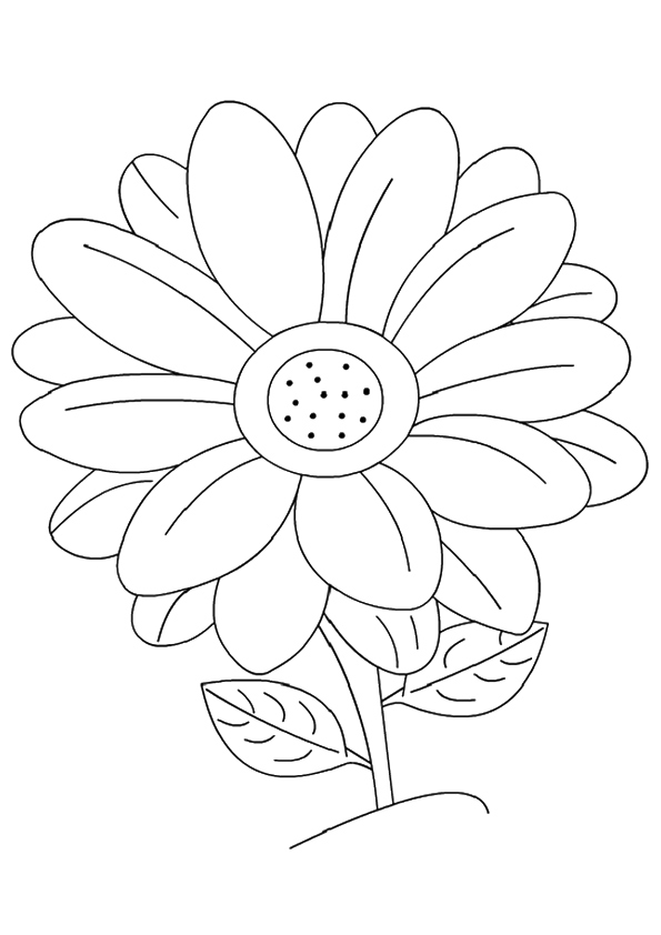 1528164907 The Daisy A4
