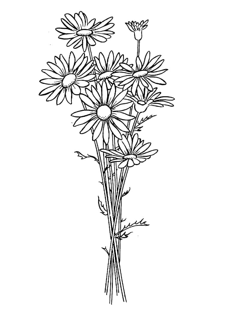 Desenho De Imprimir Daisy Para Colorir