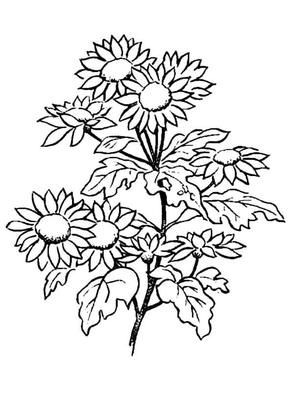 Desenho De Lindas Margaridas Para Colorir