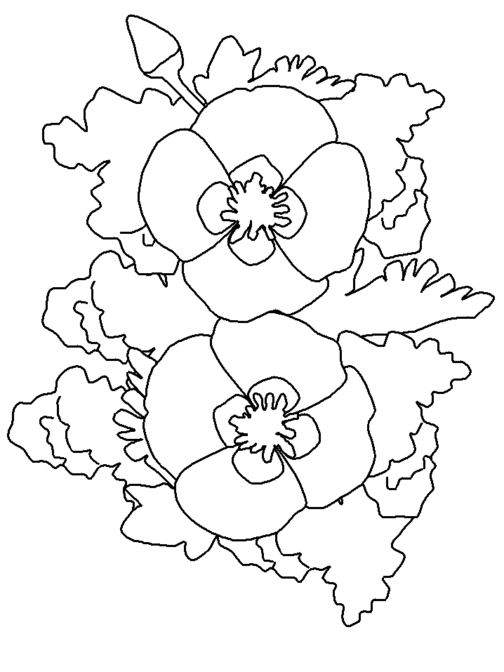 Flor Papoula para Colorir