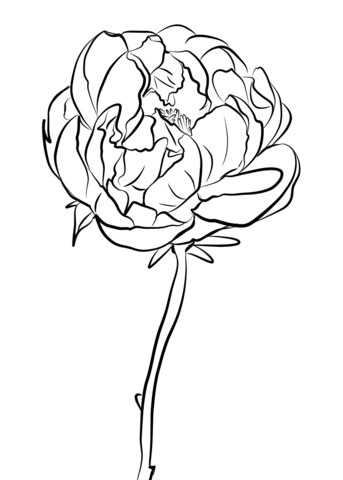 Flor Peônia para Colorir
