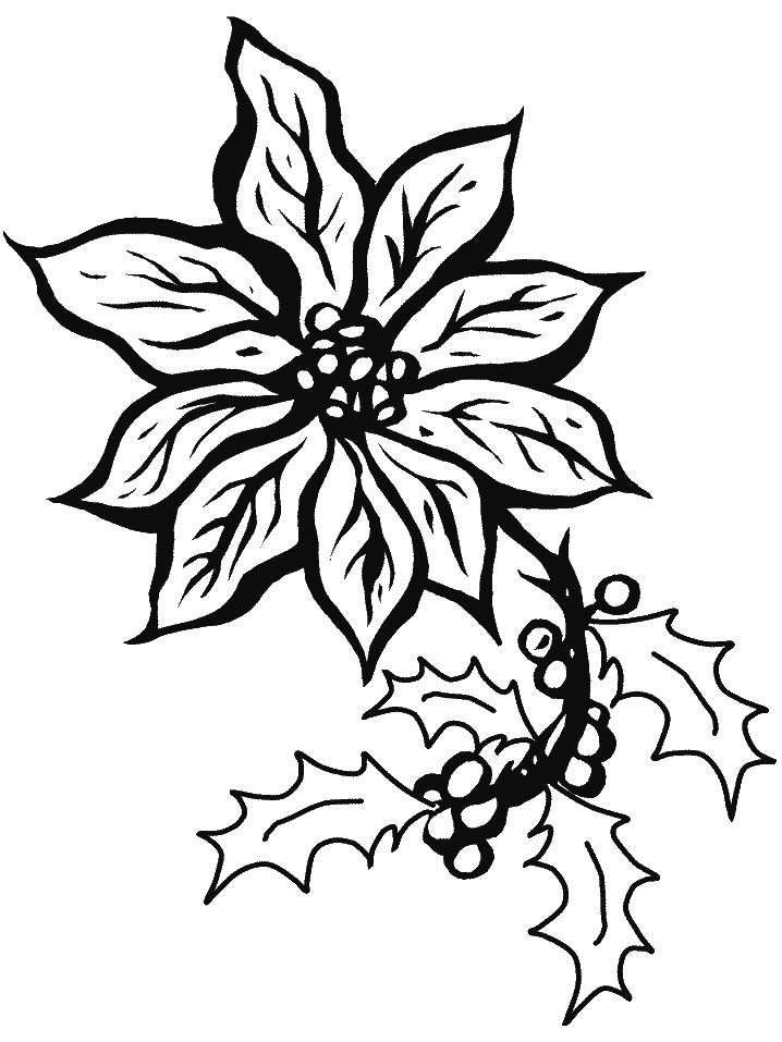 Flor Poinsetia para Colorir