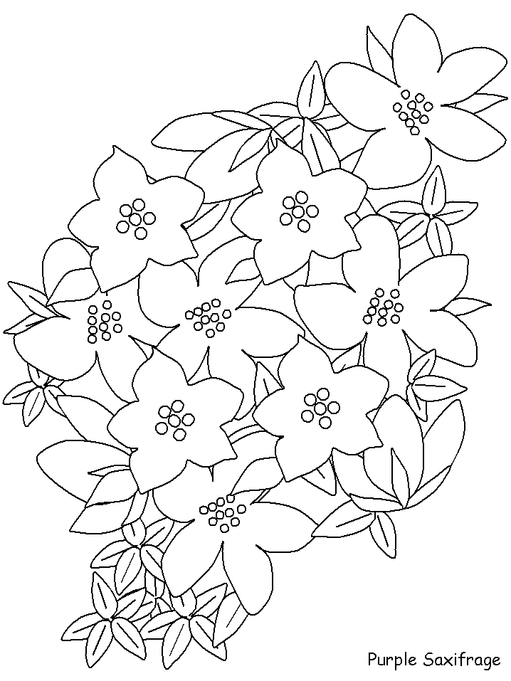 Flor Saxifrage para Colorir
